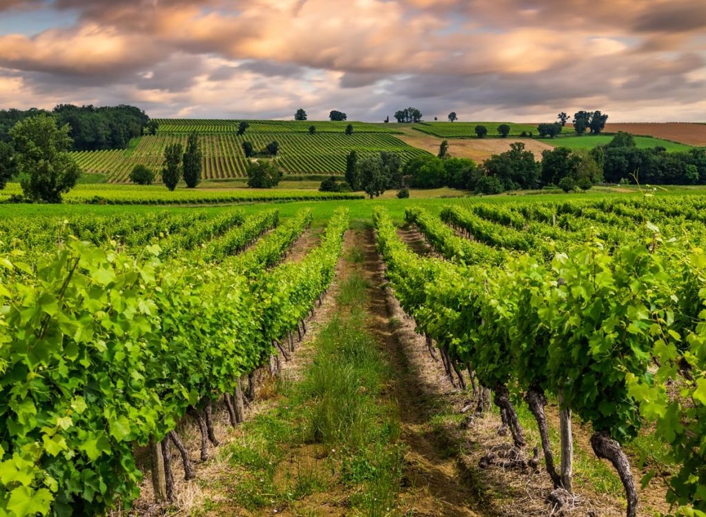 bike tour france wine